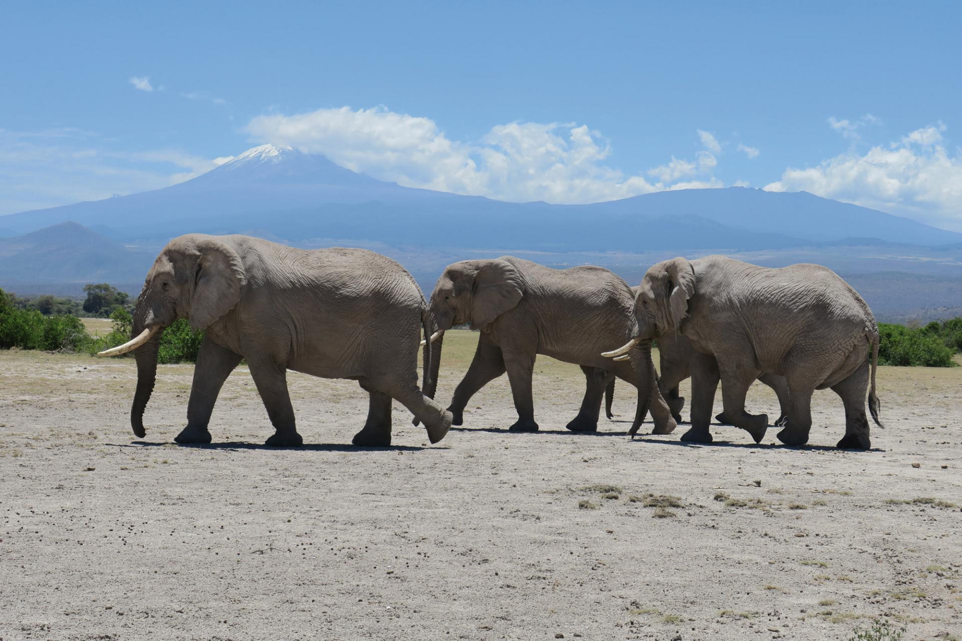 Eléphants en Tanzanie