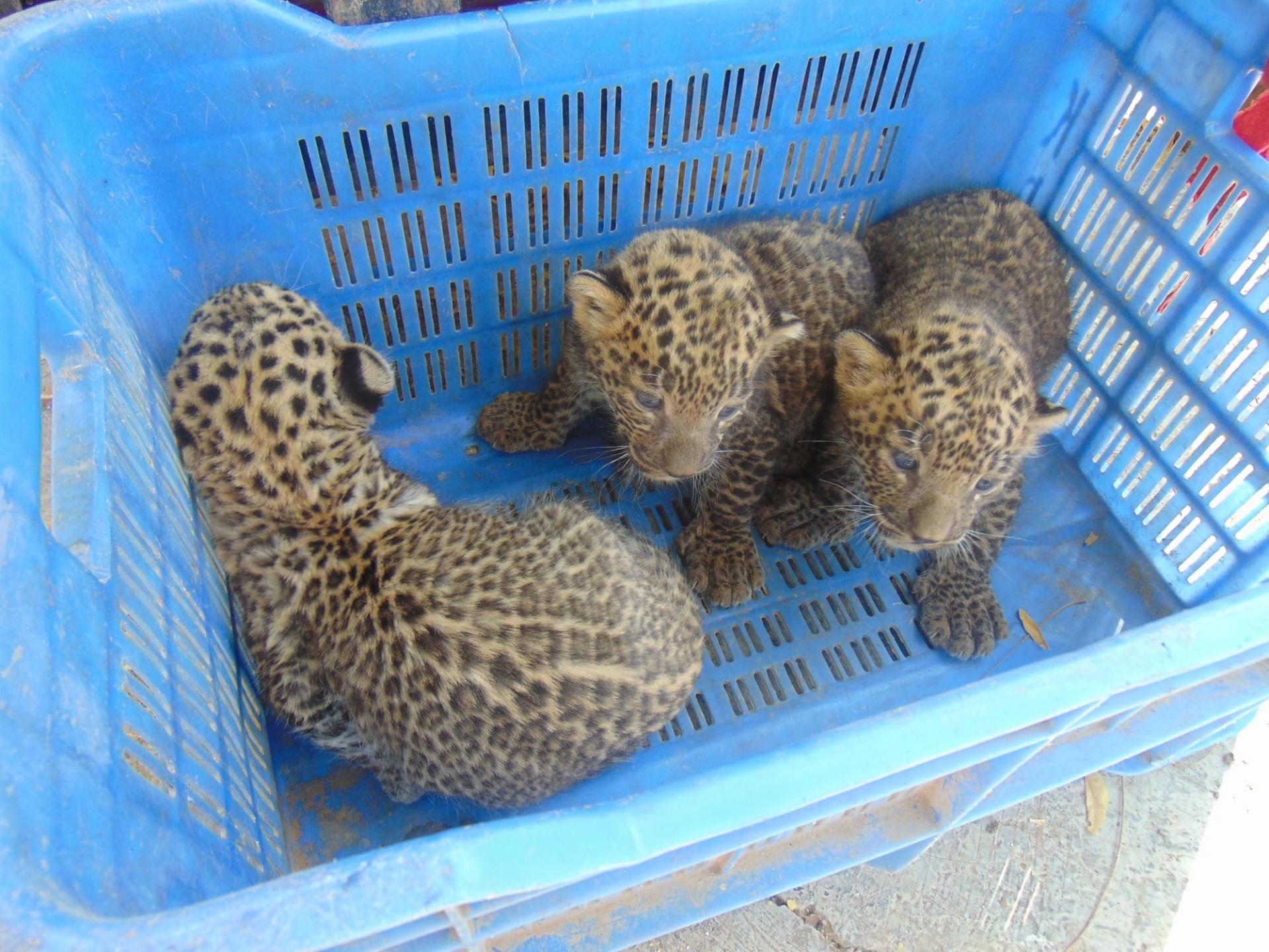 Bébés léopards