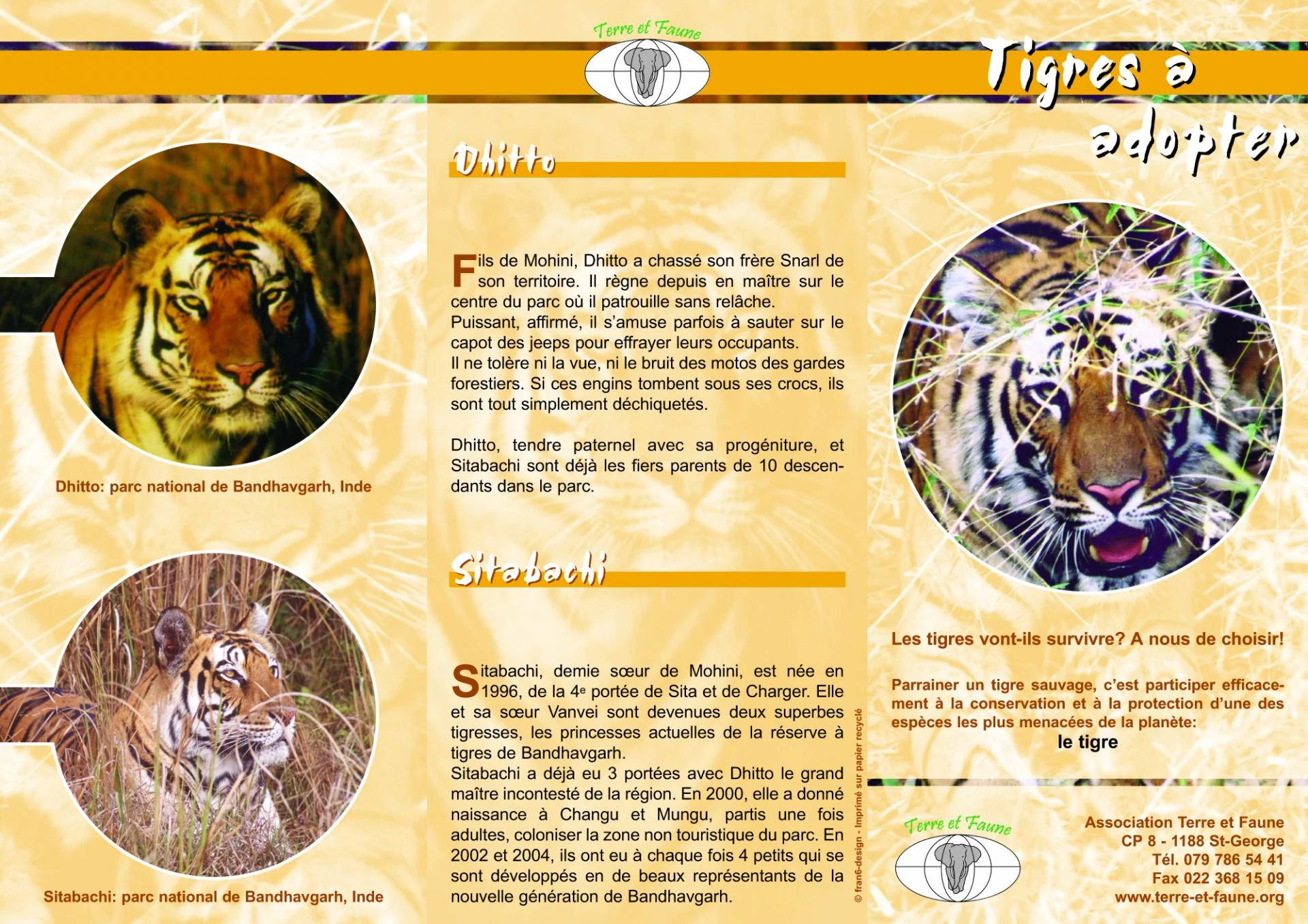 04 tf tigre