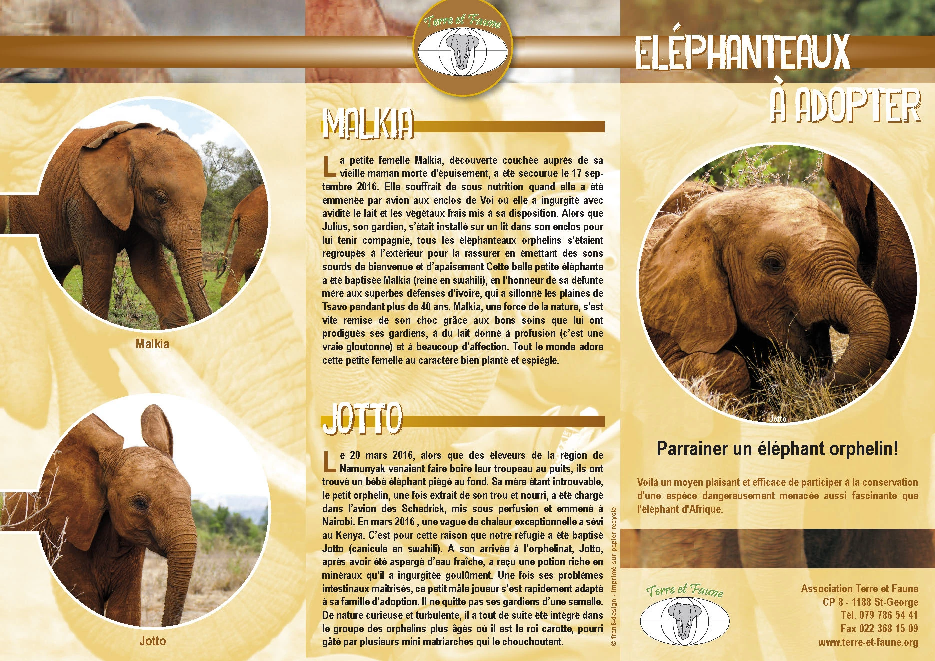 depliant elephanteaux