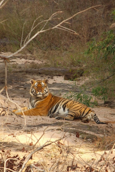 Tigre du Bengale Portait d'un tigre