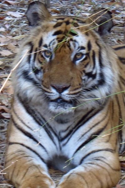 Tigre du Bengale Tigre du Bengale