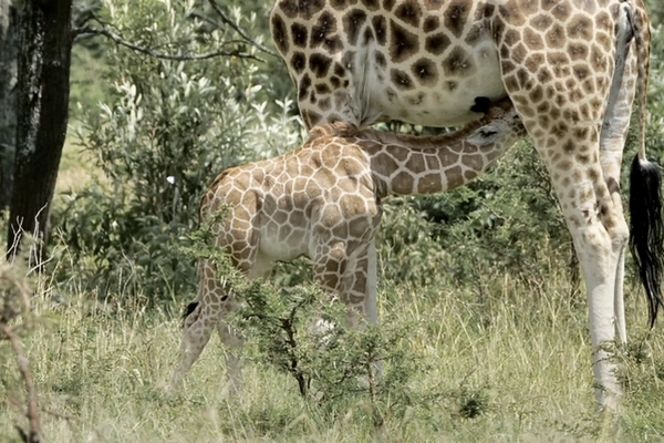 Emmanuel Mzuri tête Valérie Girafe de Rothschild et girafon