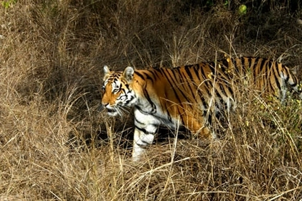 Tigre du Bengale Tigre du Bengale
