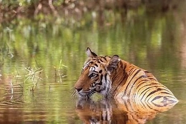Tigre du Bengale dans une marre Tigre du Bengale dans une marre