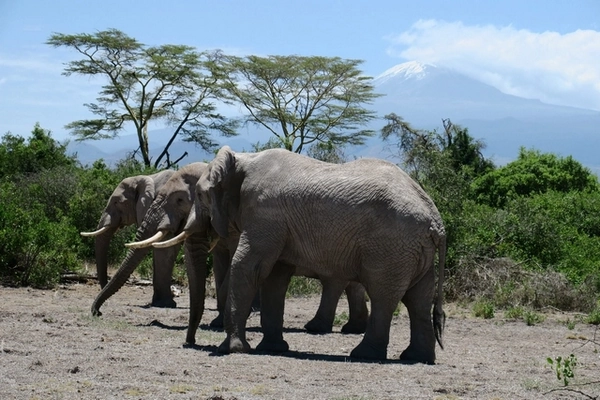 Eléphants avec Kilimanjaro