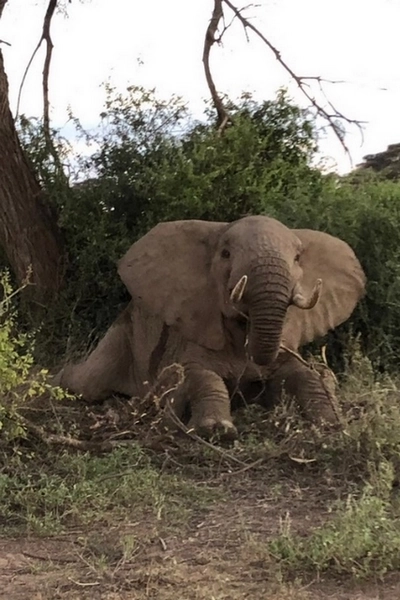 Eléphant pris au piège par un collet
