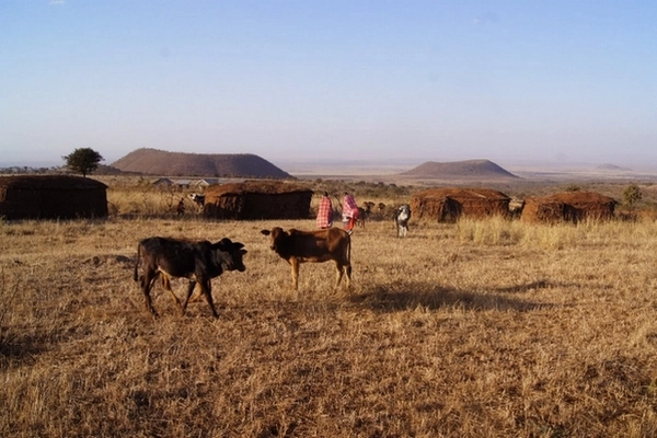 Habitations maasaïs et vaches