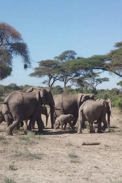 Eléphants traversant du Kenya en Tanzanie