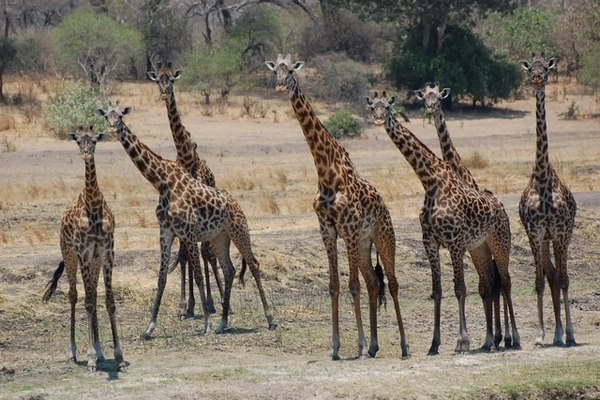 Girafes