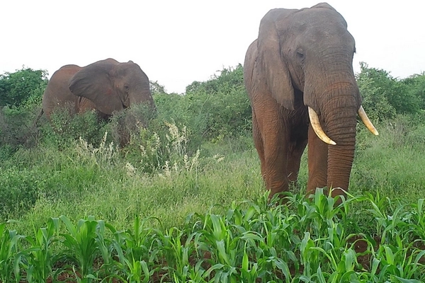 Eléphants dans un champ