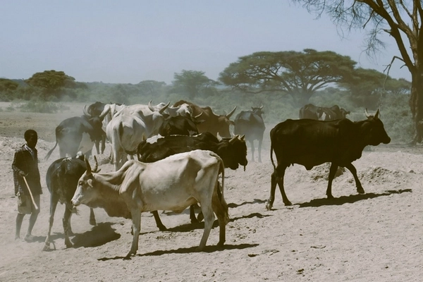 Troupeau de bovins