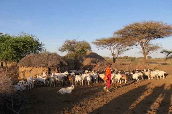 Maasaï et troupeau de chèvres