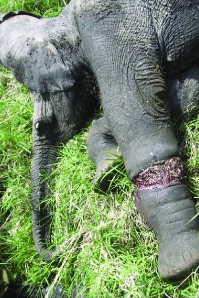 Blessure infligée par un collet