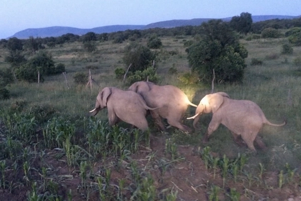 Eléphants effrayés par de humains