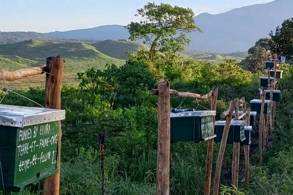 Barrière de ruches en Tanzanie