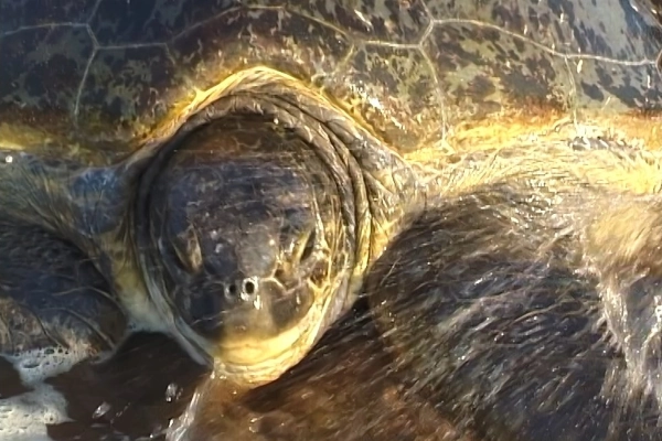 Tortue