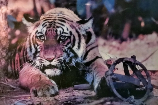 Tigre dont la patte avant gauche est prise au piège Tigre pris au piège