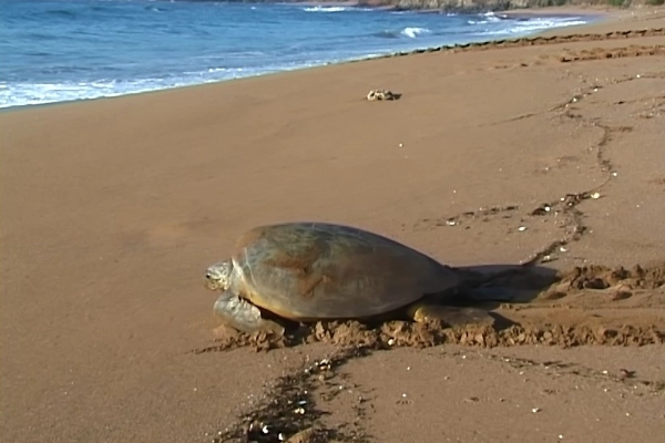 Tortue verte