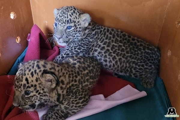 Bébés léopards sauvés dans la cage de transport Bébés léopards sauvés