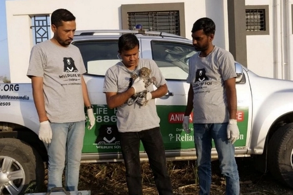 Equipe de Wildlife SOS et bébé léopard Wildlife SOS et bébé léopard
