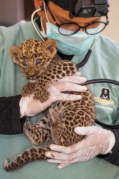 Vétérinaire ausculte bébé léopard Vétérinaire bébé léopard
