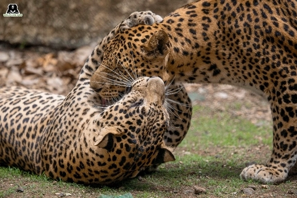 Ganesh et Vitthal jouent ensemble