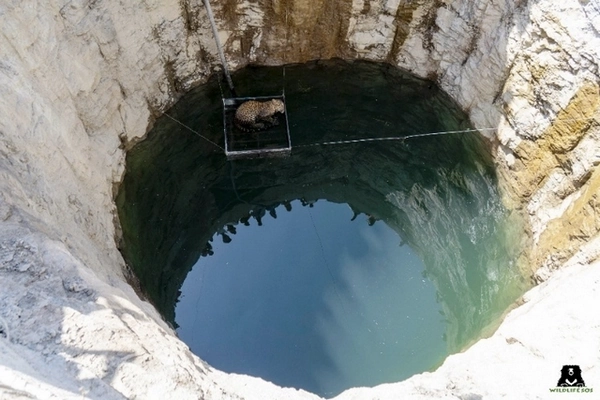 Léopard tombé au fond d'un puits (environs 6m de profondeur et de diamètre) Léopard tombé au fond d'un puits (environs 6m de profondeur et de diamètre)