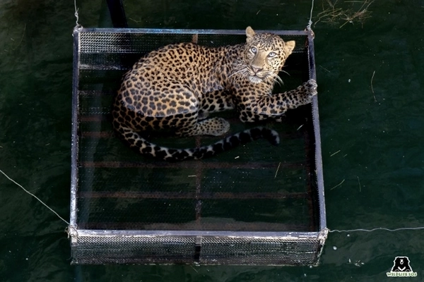 Léopard sur plateforme tenues par les volontaires avec 4 cordes Léopard sur plateforme tenues par les volontaires avec 4 cordes