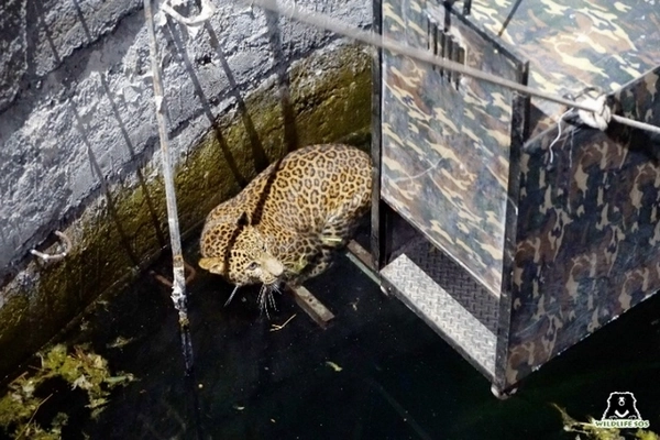 Cage de transport placée à côté de la plate-forme Cage de transport placée à côté de la plate-forme