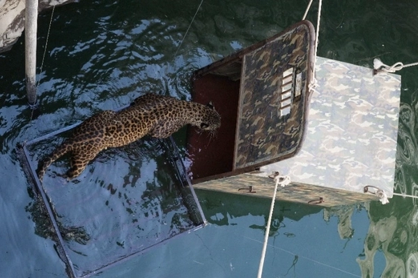 Léopard entre dans la cage qui sera refermée avant d'être remontée Léopard entre dans la cage qui sera refermée avant d'être remontée