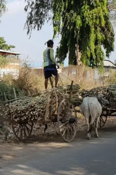 Chars à boeufs de canne à sucre Chars à boeufs de canne à sucre
