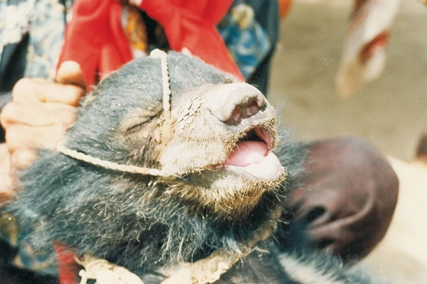 Ourson maltraité