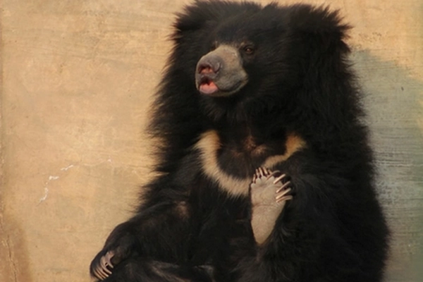 Image ours