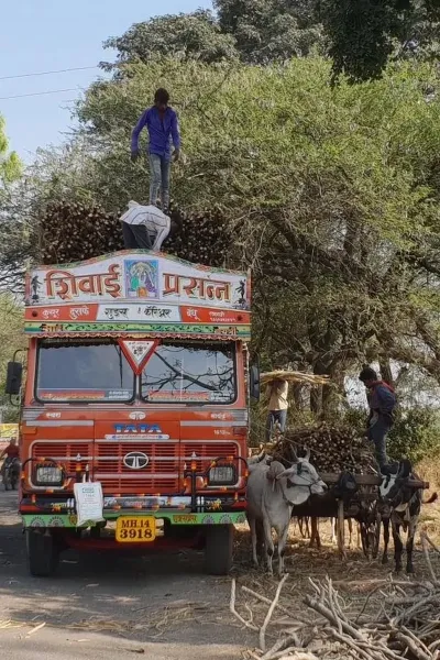 Chargement d'un camion de canne à sucre Chargement d'un camion de canne à sucre