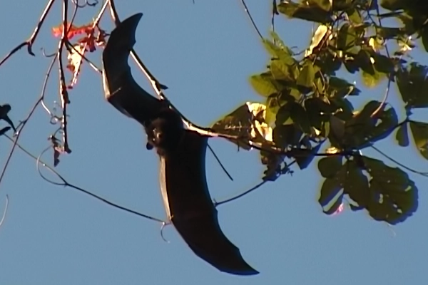 Chauve-souris de Livingston
