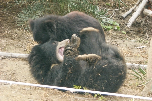 Image ours