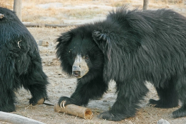 Ours au sanctuaire