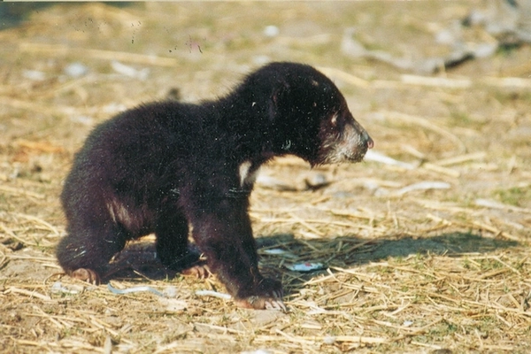 Ourson
