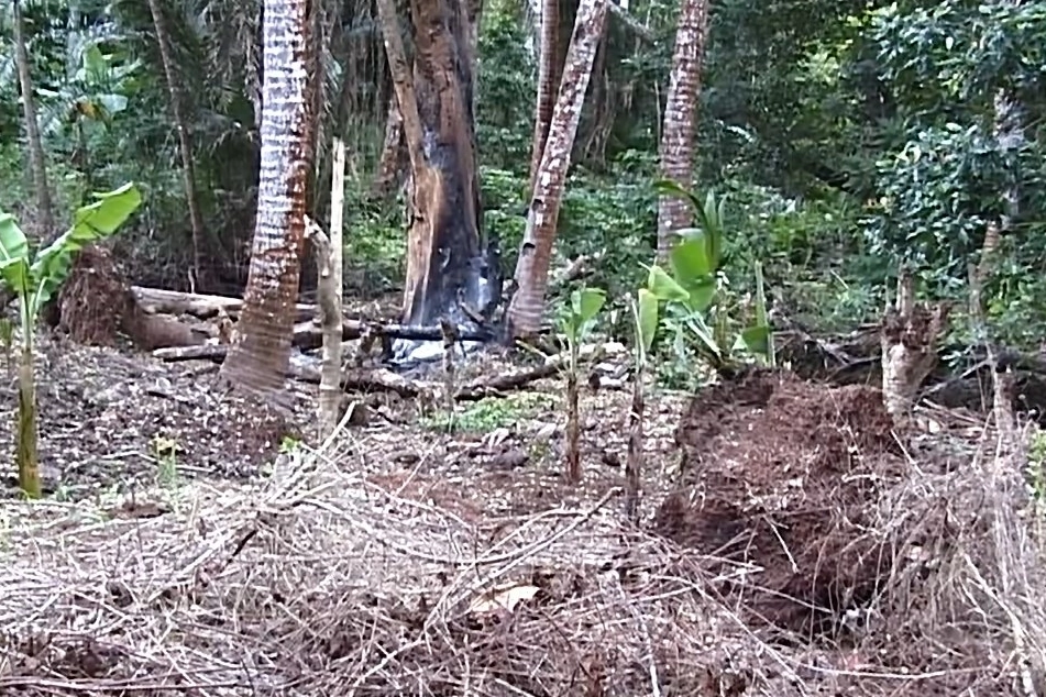 Déforestation pour distellerie