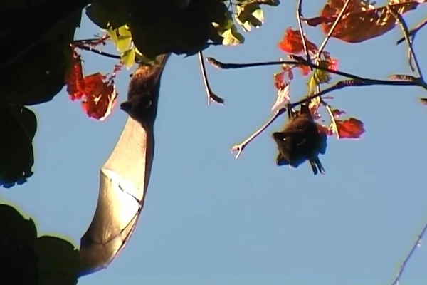 Chauve-souris de Livingston
