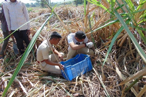Bébés léopards trouvés dans un champ de cannes à sucre Bébés léopards trouvés dans un champ de cannes à sucre