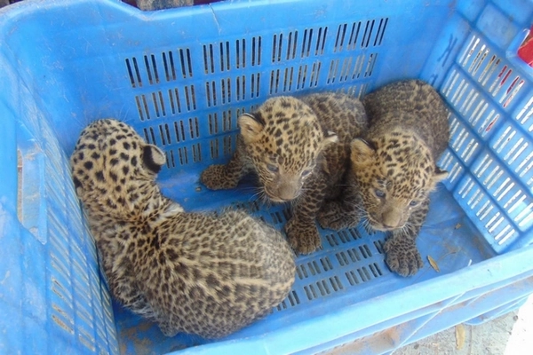 3 bébés léopards dans un caisse de transport 3 bébés léopards dans un caisse de transport