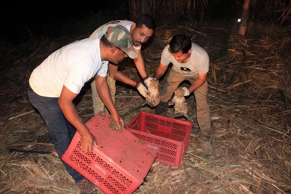 2 bébés léopards trouvés dans un champ de cannes à sucre 2 bébés léopards trouvés dans un champ de cannes à sucre