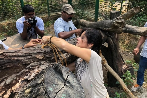 Enrichissement de l'enclos de Shivani. Catherine Tschanen fixe des troncs , avec des cordes de jute, pour faire une "poutre de gymnastique" Enrichissement de l'enclos de Shivani. Catherine Tschanen fixe des troncs , avec des cordes de jute, pour faire une "poutre de gymnastique"
