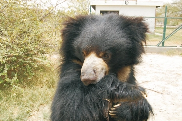 Image ours