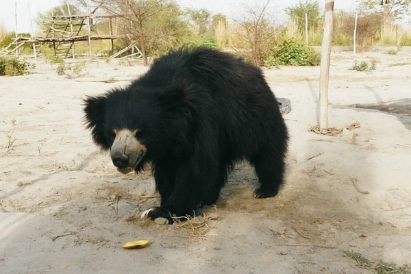 Image ours