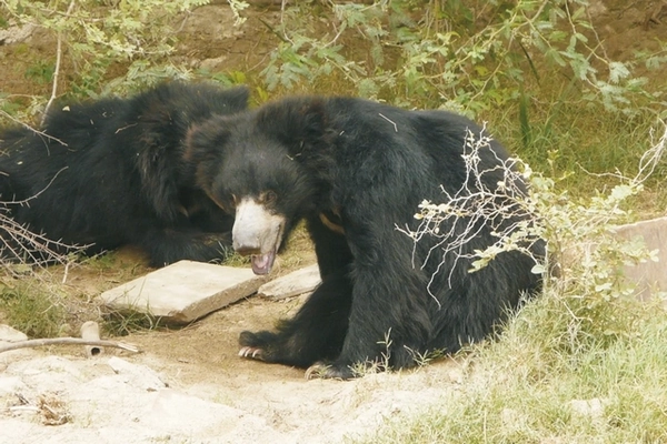 Image ours