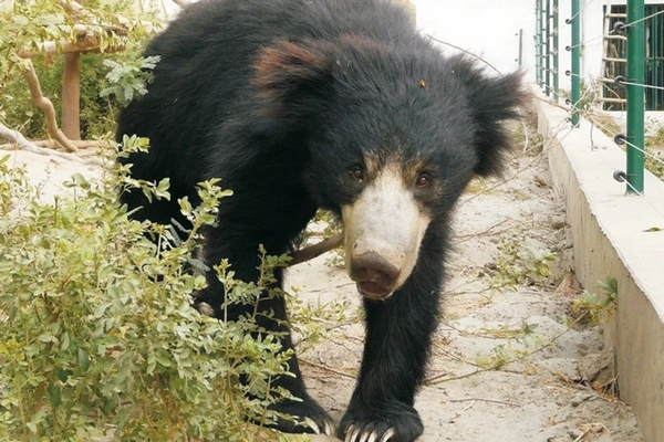 Image ours