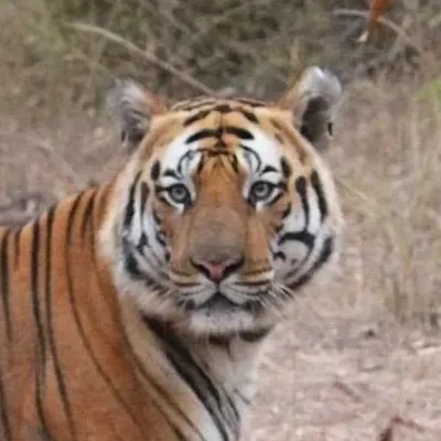 Shivani